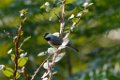 Carolina Chickadee 2013-10-12
